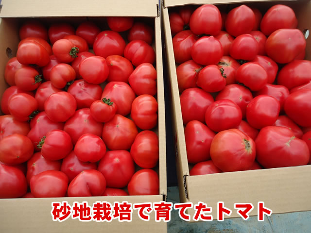 森山醤油 メーカー直送通販サイト トマト生産者のでん一農場 森山醤油 メーカー直送通販サイト トマト生産者のでん一農場